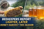 Honey Harvest, Beekeeping News, Honey Production, Bee Industry Update, Agriculture News, Pollinator Health, Honey Season, Beekeeper Report, Farming Update